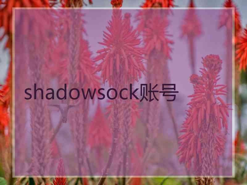 shadowsock账号